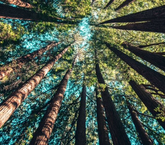 Nature Heals: Connecting with Nature to Improve Health & Wellness - /data/1587272796.JPG