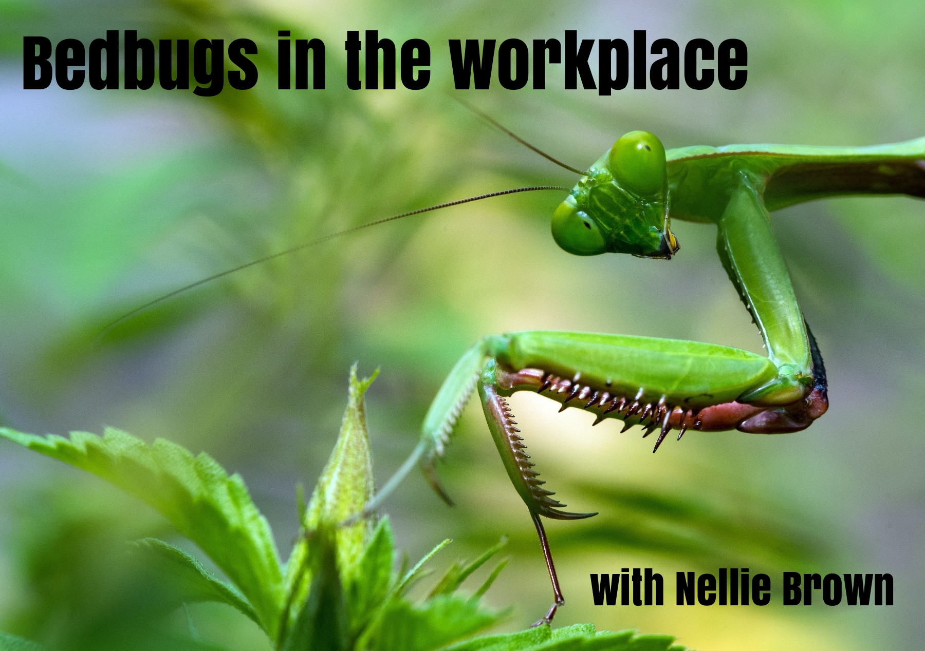 Bedbugs in the Workplace - /data/960374998.jpeg